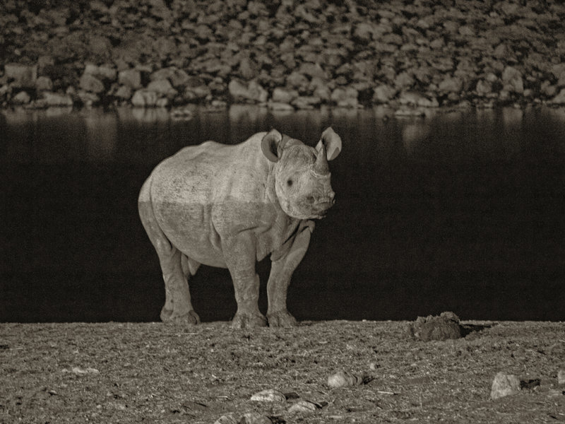 Okaukuejo, White Rhinoceros